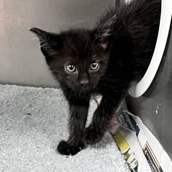 Dopey -  Domestic Long Hair Cat for Adoption in Charleston, West Virginia - Dopey | PetCurious