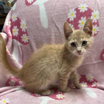 Spaghetti -  Domestic Short Hair Cat for Adoption in Kittanning, Pennsylvania - Spaghetti | PetCurious