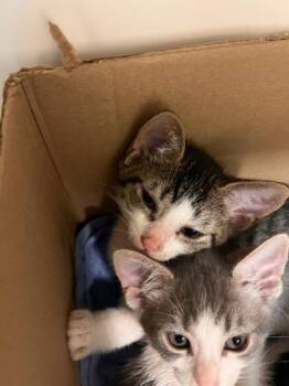 Bread -  Domestic Short Hair Cat for Adoption in Honolulu, Hawaii - Bread | PetCurious