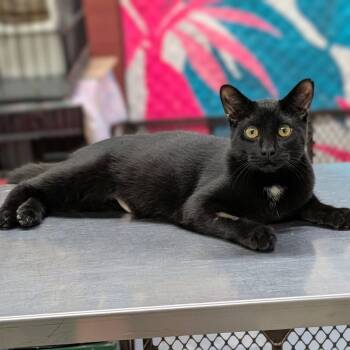 BRENO -  Domestic Short Hair Cat for Adoption in Delhi, Ontario - BRENO | PetCurious