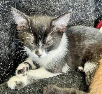 Tuxaloosa Lee -  Domestic Short Hair Cat for Adoption in Phoenix, Arizona - Tuxaloosa Lee | PetCurious