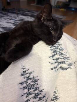 Domestic Short Hair Cats Available for Adoption in Littlestown, Pennsylvania - Pete