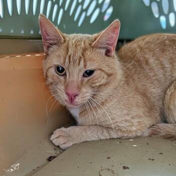Mr. Smee -  Domestic Short Hair Cat for Adoption in Montreal, Quebec - Mr. Smee | PetCurious
