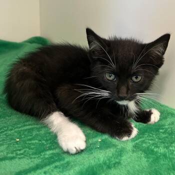2B5 Kitten (A1921659) -  Domestic Short Hair Cat for Adoption in Ojai, California - 2B5 Kitten (A1921659) | PetCurious