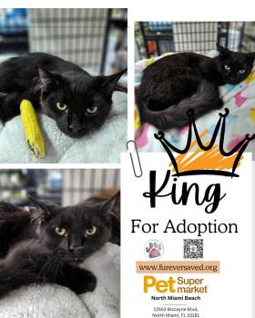 Domestic Medium Hair Cats Available for Adoption in Miami, Florida - King | PetCurious