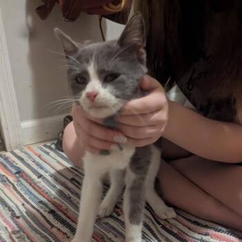 FOUND Mantorville -  Domestic Short Hair Cat for Adoption in Rochester, Minnesota - FOUND Mantorville | PetCurious