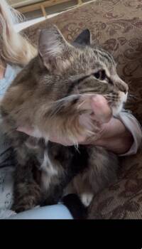 Maine Coon Cats Available for Adoption - Sierra | PetCurious