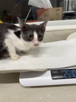 Rescue Domestic Short Hair Cats for Adoption in Baytown, Texas - COUNTESS | PetCurious