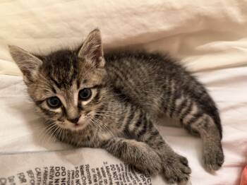 Levi -  Domestic Short Hair Cat for Adoption in Harvey, Louisiana - Levi | PetCurious
