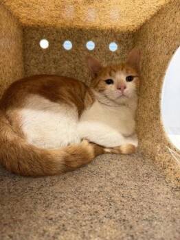 Neptune -  Domestic Short Hair Cat for Adoption in Lafayette, Indiana - Neptune | PetCurious