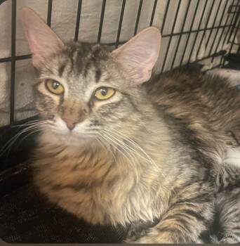 Tabby Cats Available for Adoption in Billings, Montana - Zinnia | PetCurious