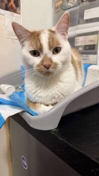 Rescue Domestic Short Hair Cats for Adoption in Huntington, New York - Leena (tiny!) | PetCurious