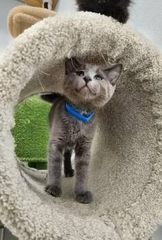 Bill - Playful and sweet -  Domestic Short Hair Cat for Adoption in Muskego, Wisconsin - Bill - Playful And Sweet | PetCurious