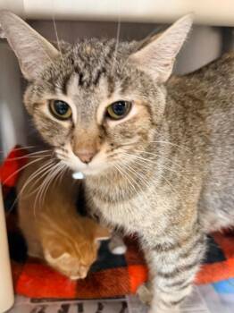 Hostess -  Domestic Short Hair Cat for Adoption in Cincinnati, Ohio - Hostess | PetCurious
