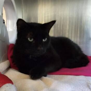 Gavin -  Domestic Short Hair Cat for Adoption in Burlington, Ontario - Gavin | PetCurious