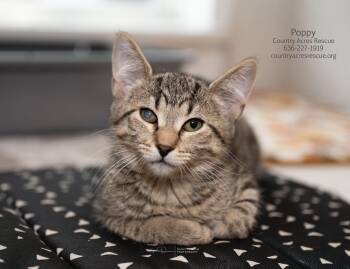 Poppy -  Domestic Short Hair Cat for Adoption in Ballwin, Missouri - Poppy | PetCurious