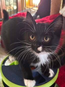Lucille -  Domestic Short Hair Cat for Adoption in Hinckley, Illinois - Lucille | PetCurious