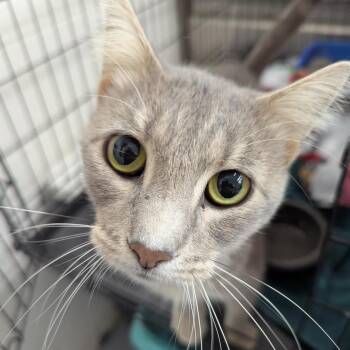 Sphetti -  Domestic Short Hair Cat for Adoption in Evansville, Indiana - Sphetti | PetCurious
