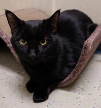 Domestic Short Hair Cats Available for Adoption - Clay | PetCurious