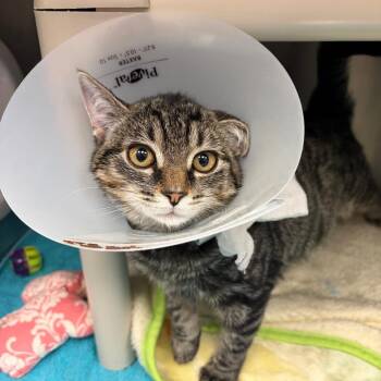 Chili Crisp -  Domestic Short Hair Cat for Adoption in Mentor, Ohio - Chili Crisp | PetCurious