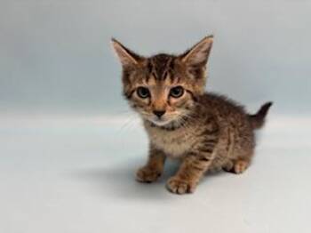 Sand Dollar -  Domestic Short Hair Cat for Adoption in Golden Valley, Minnesota - Sand Dollar | PetCurious