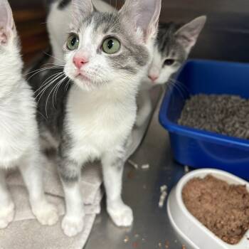Rescue Domestic Short Hair Cats for Adoption in La Grange Park, Illinois - Doom Patrol 1 Of 3 | PetCurious