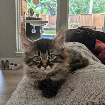 Clyde -  Domestic Medium Hair Cat for Adoption in Dallas, Texas - Clyde | PetCurious