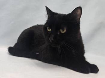 Olive -  Domestic Medium Hair and Domestic Short Hair Cat for Adoption in Minneapolis, Minnesota - Olive | PetCurious