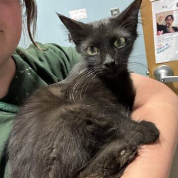 Domestic Long Hair Cats Available for Adoption in Chattanooga, Tennessee - Hot Wheels | PetCurious
