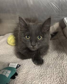 Triple P Puff -  Domestic Long Hair Cat for Adoption in Richmond, Virginia - Triple P Puff | PetCurious
