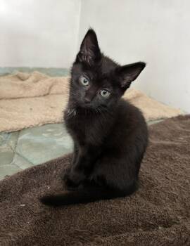 Amelia Shelton CS 0426 -  Domestic Short Hair Cat for Adoption - Amelia Shelton CS 0426 | PetCurious