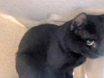 BARN CAT THANOS -  Domestic Short Hair Cat for Adoption in Kent, Washington - BARN CAT THANOS | PetCurious