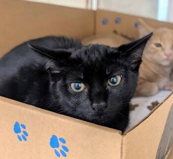 Glitch -  Domestic Short Hair Cat for Adoption in Sechelt, British Columbia - Glitch | PetCurious
