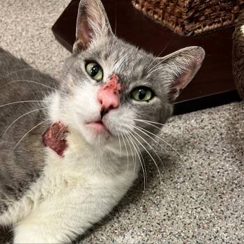 Garbanzo Bean -  Domestic Short Hair Cat for Adoption in Sarasota, Florida - Garbanzo Bean | PetCurious