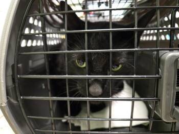 SHADOW -  Domestic Short Hair Cat for Adoption in Omaha, Nebraska - SHADOW | PetCurious