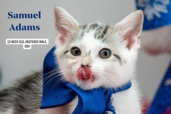 Sam Adams -  Domestic Short Hair Cat for Adoption in Sevierville, Tennessee - Sam Adams | PetCurious