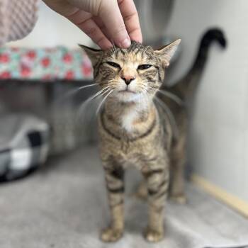 Muffin -  Domestic Short Hair Cat for Adoption in Lynchburg, Virginia - Muffin | PetCurious