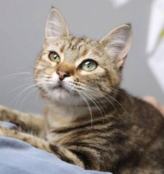 Domestic Short Hair Cats Available for Adoption in Kansas City, Kansas - Tiptoe (AO36394) | PetCurious