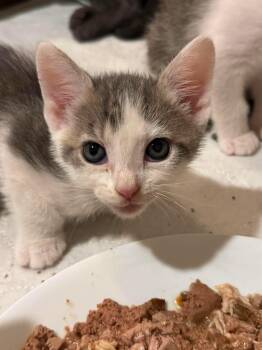 Sprocket -  Domestic Short Hair Cat for Adoption in Minneapolis, Minnesota - Sprocket | PetCurious