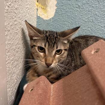 Cosma -  Domestic Short Hair Cat for Adoption in Fresno, California - Cosma | PetCurious