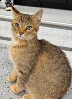 Tinka -  Domestic Short Hair Cat for Adoption in Yankton, South Dakota - Tinka | PetCurious