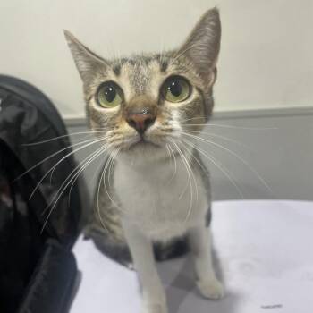 Queen -  Domestic Short Hair Cat for Adoption in Tampa, Florida - Queen | PetCurious