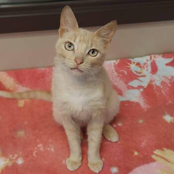 Jello -  Domestic Short Hair Cat for Adoption in Marshfield, Wisconsin - Jello | PetCurious