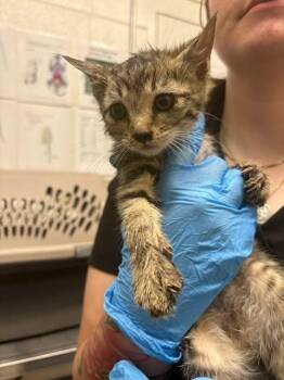 Kracken -  Domestic Short Hair Cat for Adoption in Fruit Heights, Utah - Kracken | PetCurious