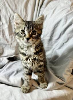 Luna -  Domestic Short Hair Cat for Adoption in San Tan Valley, Arizona - Luna | PetCurious