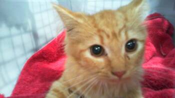 A1268849 -  Domestic Medium Hair Cat for Adoption in Charlotte, North Carolina - A1268849 | PetCurious