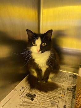 Linda -  Domestic Medium Hair Cat for Adoption in Jackson, Tennessee - Linda | PetCurious