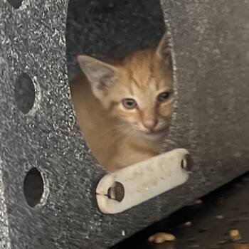 El Barto -  Domestic Short Hair Cat for Adoption in West Palm Beach, Florida - El Barto | PetCurious