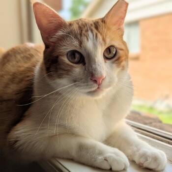 Rescue Domestic Short Hair Cats for Adoption in Tulsa, Oklahoma - Comet | PetCurious