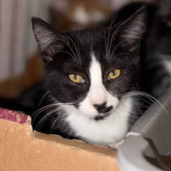 Rescue Domestic Short Hair Cats for Adoption in Oceanside, New York - Diamond | PetCurious